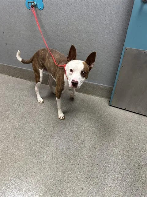 A young large-sized male Pit Bull Terrier dog named Butterbean for adoption in Las Vegas, NV