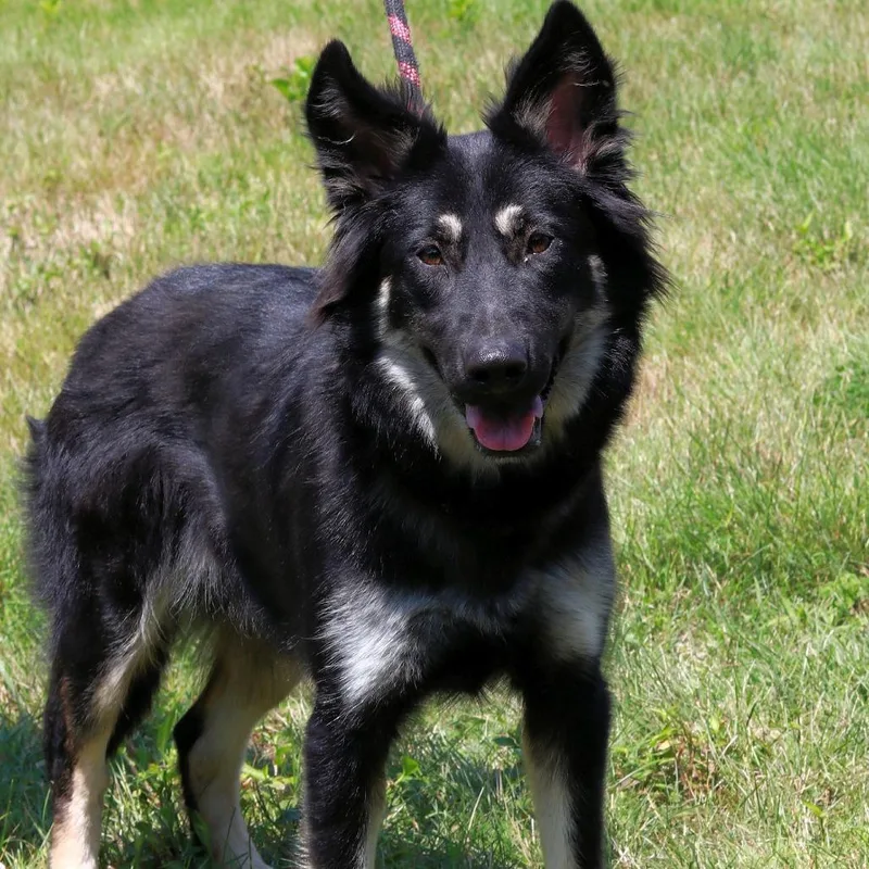 A young medium-sized female Black Shepherd dog named CT Harley for adoption in Eastford, CT