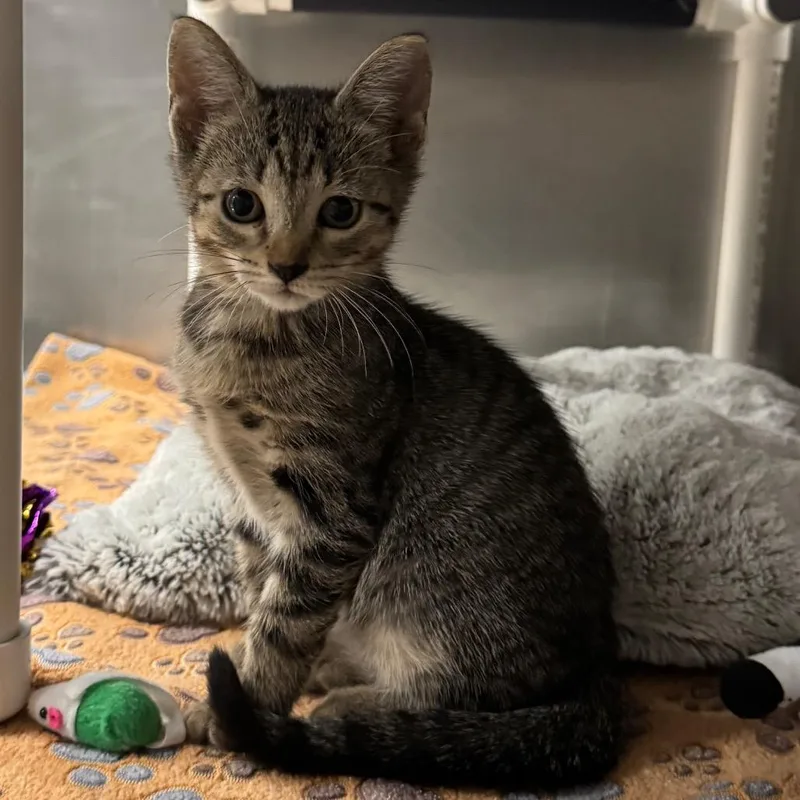 A baby small-sized female Domestic Short Hair cat named Ruby for adoption in West Palm Beach, FL