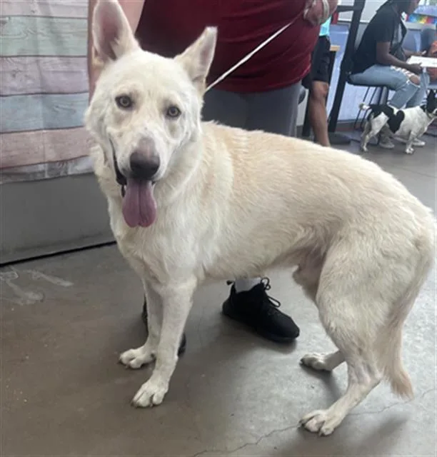 An adult large-sized male Mixed Breed dog named Jupiter for adoption in Dallas, TX