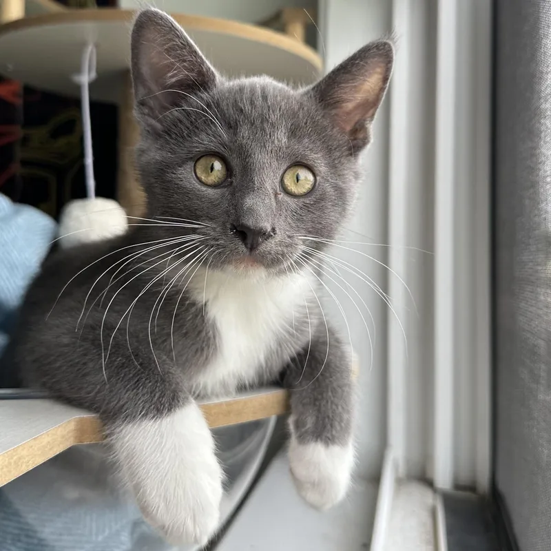 A baby small-sized male Gray & White Domestic Short Hair cat named Fosse for adoption in Richmond, VA