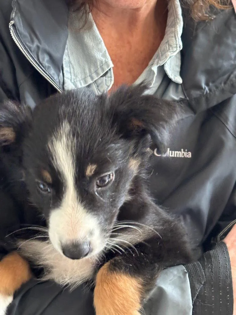 A young medium-sized female Border Collie dog named Lizzie Borden for adoption in Tenafly, NJ