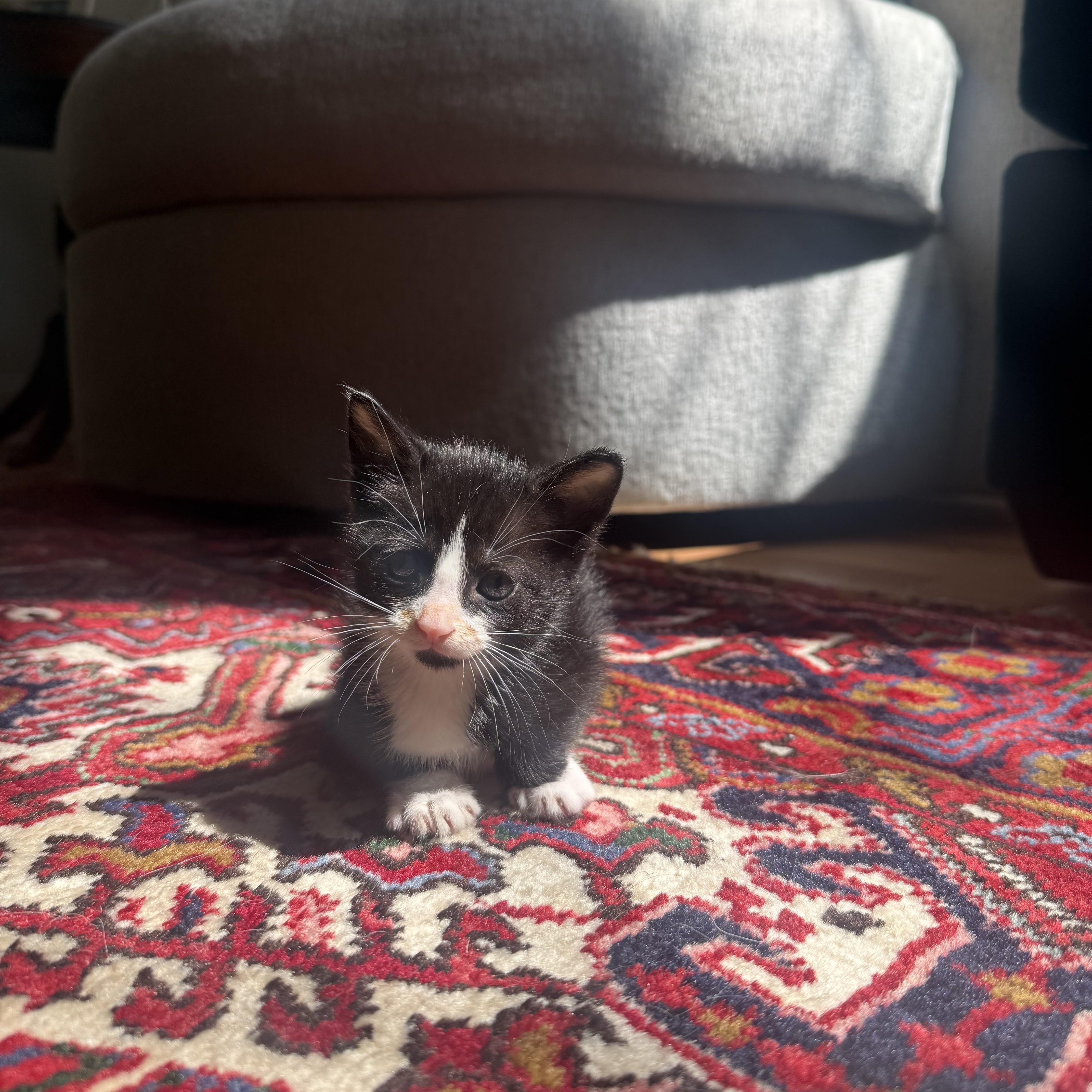 A baby medium-sized male Black & White / Tuxedo Tuxedo cat named Ucla for adoption in Columbia, SC