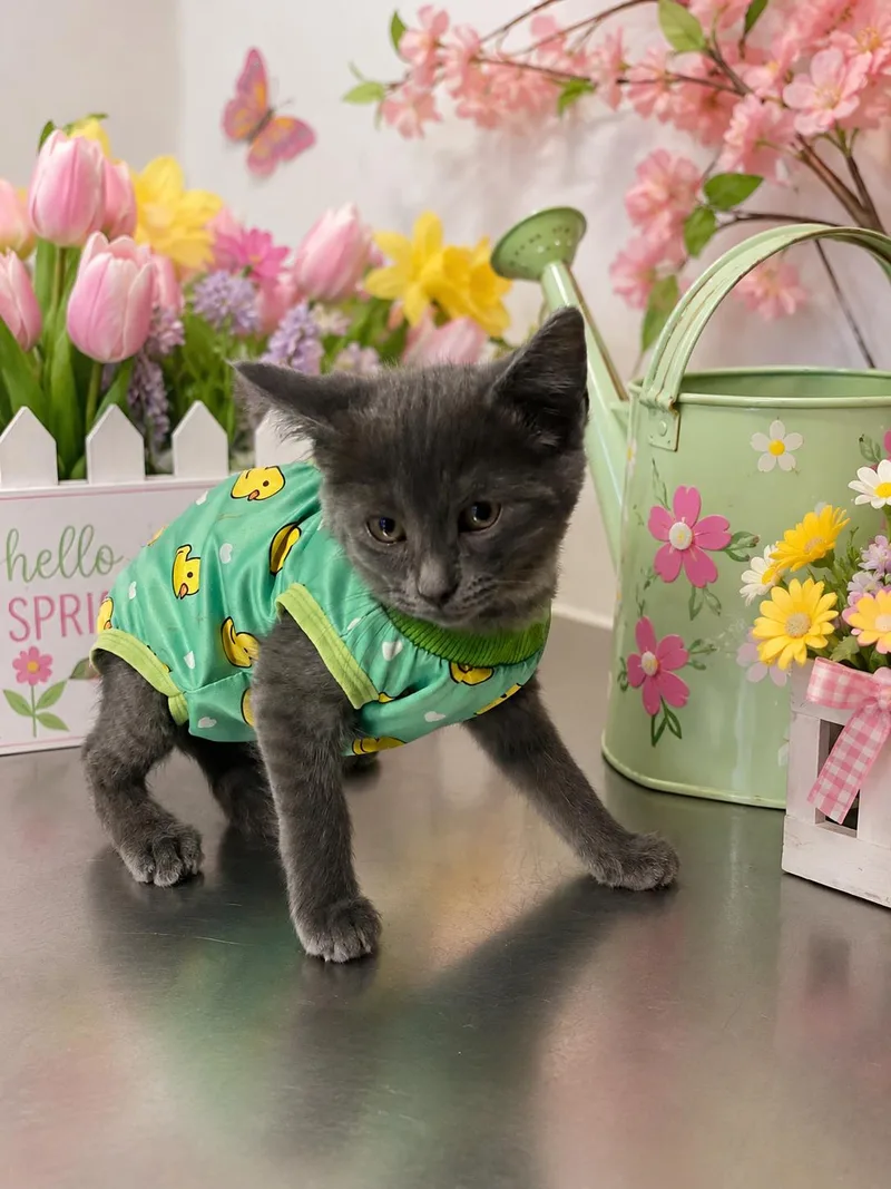 A young medium-sized female Gray / Blue / Silver Domestic Short Hair cat named Caty for adoption in Belleville, MI