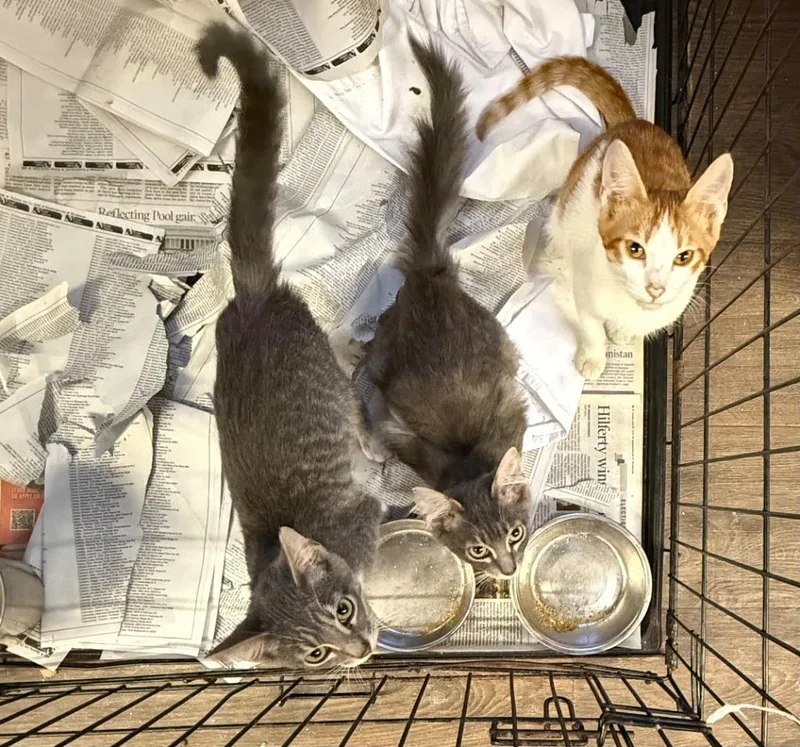 A baby medium-sized male Domestic Short Hair cat named Kirk for adoption in Sorrento, LA