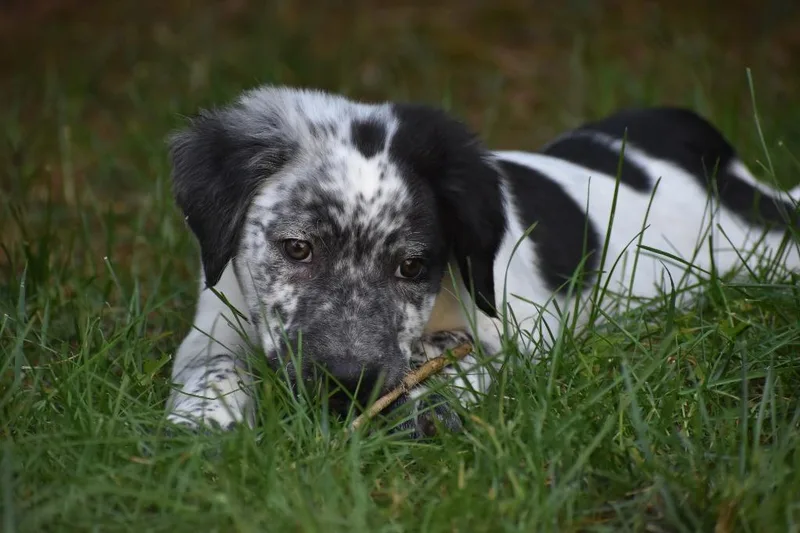 A baby medium-sized male Mixed Breed dog named Cowboy for adoption in Chico, CA