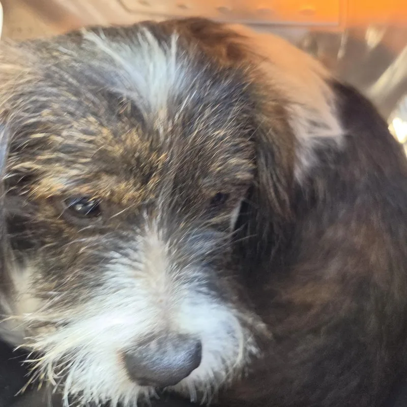 A young small-sized male Black Mixed Breed dog named Zinzie for adoption in Leander, TX