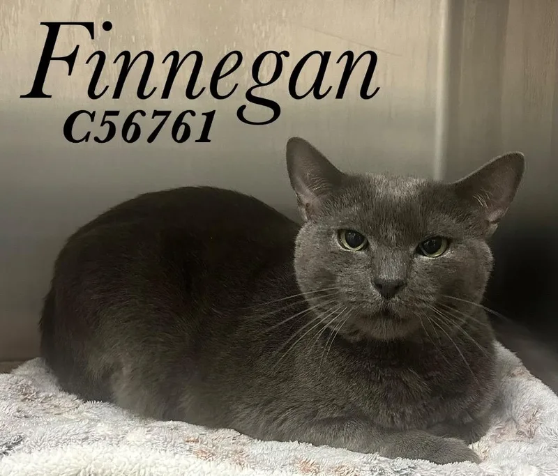 An adult medium-sized male Domestic Short Hair cat named Finnegan for adoption in Clarksville, TN
