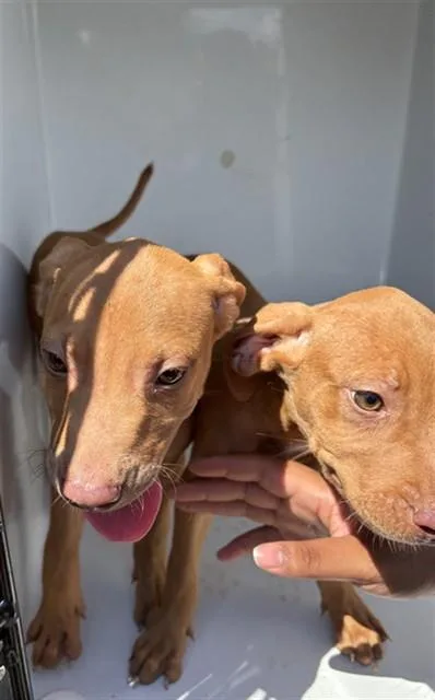 A baby small-sized female Pit Bull Terrier dog named Miranda for adoption in Augusta, GA