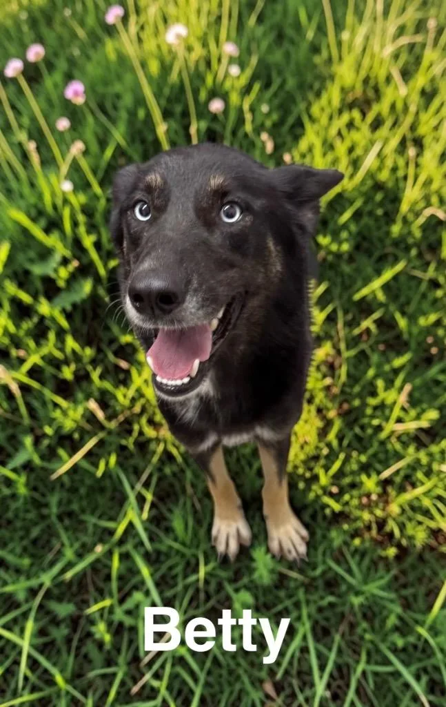 A young medium-sized female German Shepherd Dog dog named Betty for adoption in Camden, TN