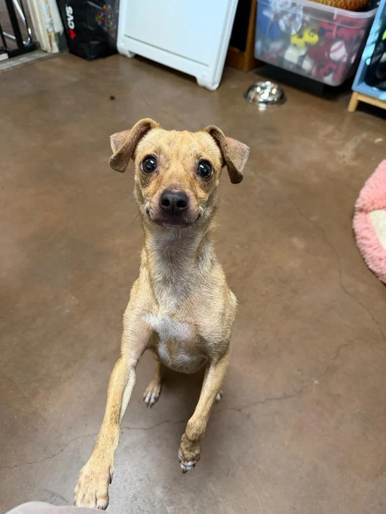 An adult small-sized female Chihuahua dog named Brookie for adoption in Chico, CA