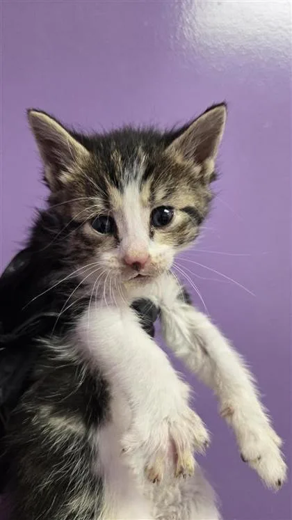 A baby small-sized female Gray / Blue / Silver Domestic Short Hair cat named 60779094 for adoption in El Paso, TX