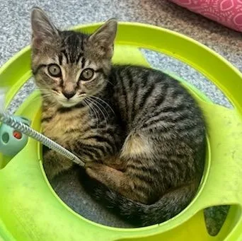 A baby small-sized male Tabby (Brown / Chocolate) Domestic Short Hair cat named Milo for adoption in Manassas, VA