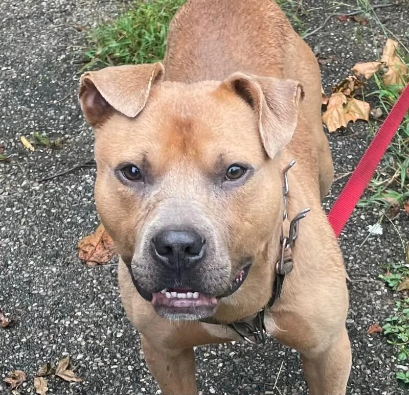 An adult medium-sized male Brown / Chocolate Mixed Breed dog named Sweetpea for adoption in Cincinnati, OH