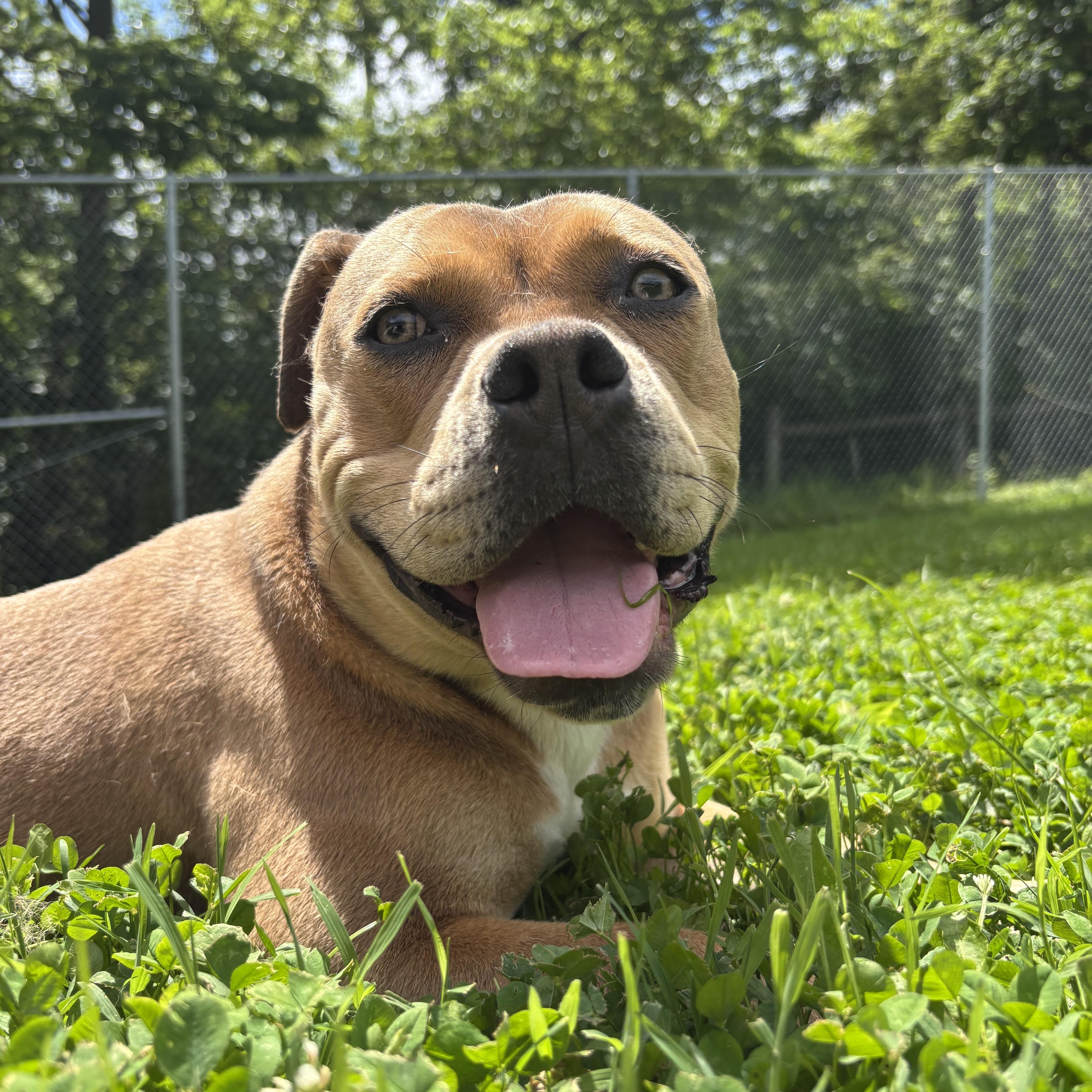 A young medium-sized female Apricot / Beige Pit Bull Terrier dog named Hope for adoption in Circleville, OH