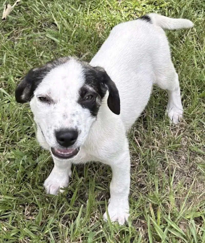 A baby medium-sized male Black English Springer Spaniel dog named Sailboat for adoption in Watertown, CT