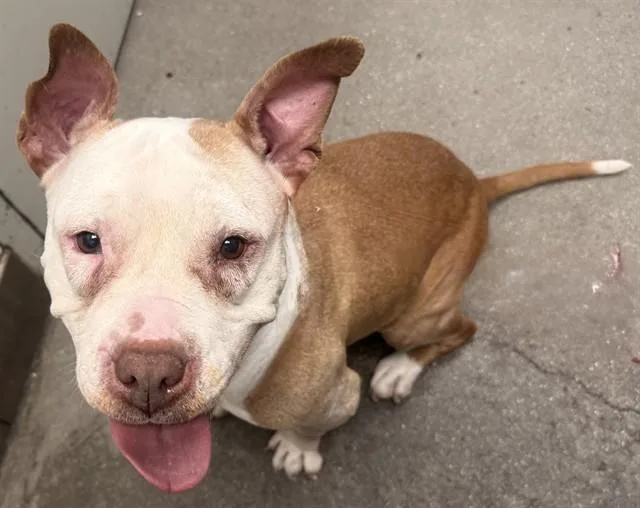 An adult medium-sized female Pit Bull Terrier dog named Alma for adoption in Tucson, AZ