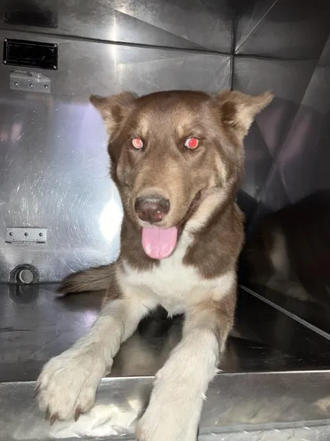 A young medium-sized female Mixed Breed dog named Suzie for adoption in Dallas, TX