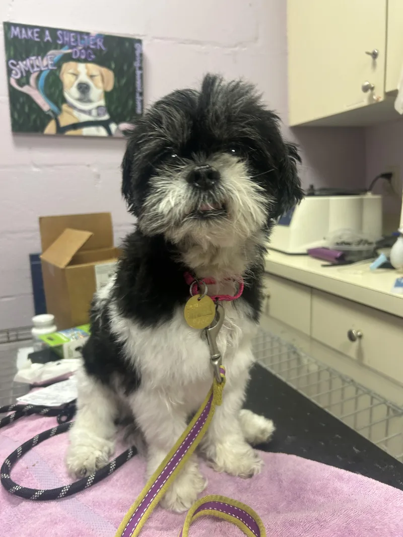 A senior small-sized female Black Shih Tzu dog named Coco for adoption in Oak Ridge, NJ