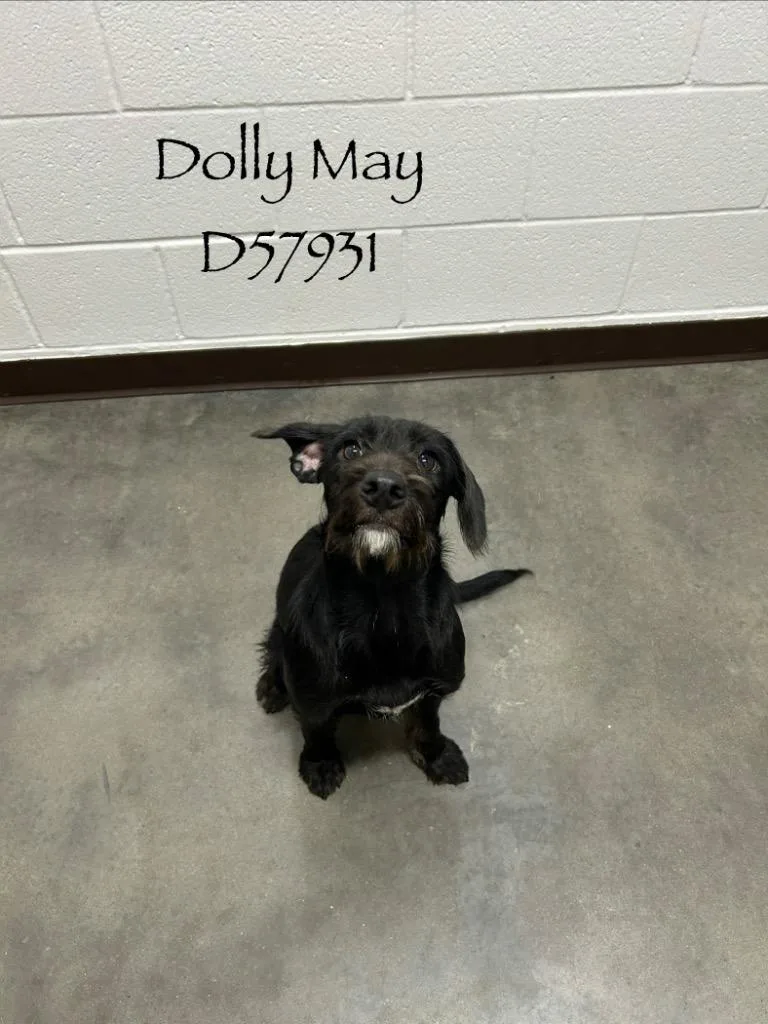 A baby medium-sized female Black Labrador Retriever dog named Dolly May for adoption in Clarksville, TN