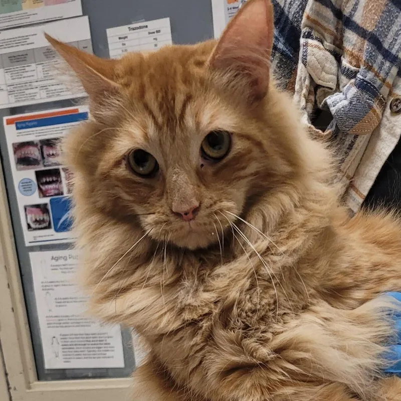 An adult large-sized male Domestic Long Hair cat named Kurtis for adoption in Murray, UT
