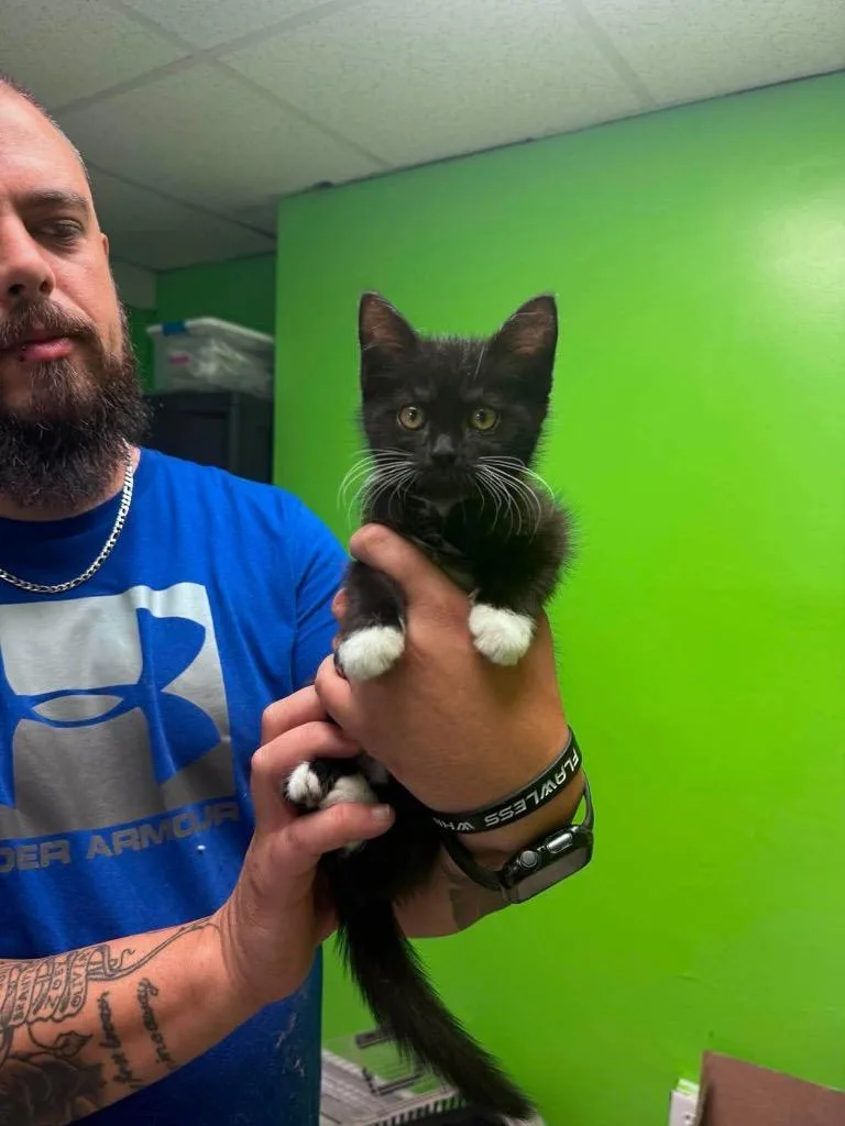 A baby medium-sized female Domestic Short Hair cat named Gigi for adoption in Johnson City, TN