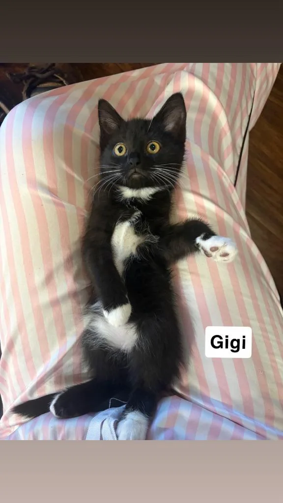 Gigi thumbnail 2