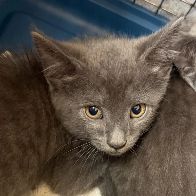 A baby small-sized male Gray / Blue / Silver Domestic Short Hair cat named Clyde for adoption in Springfield, MA