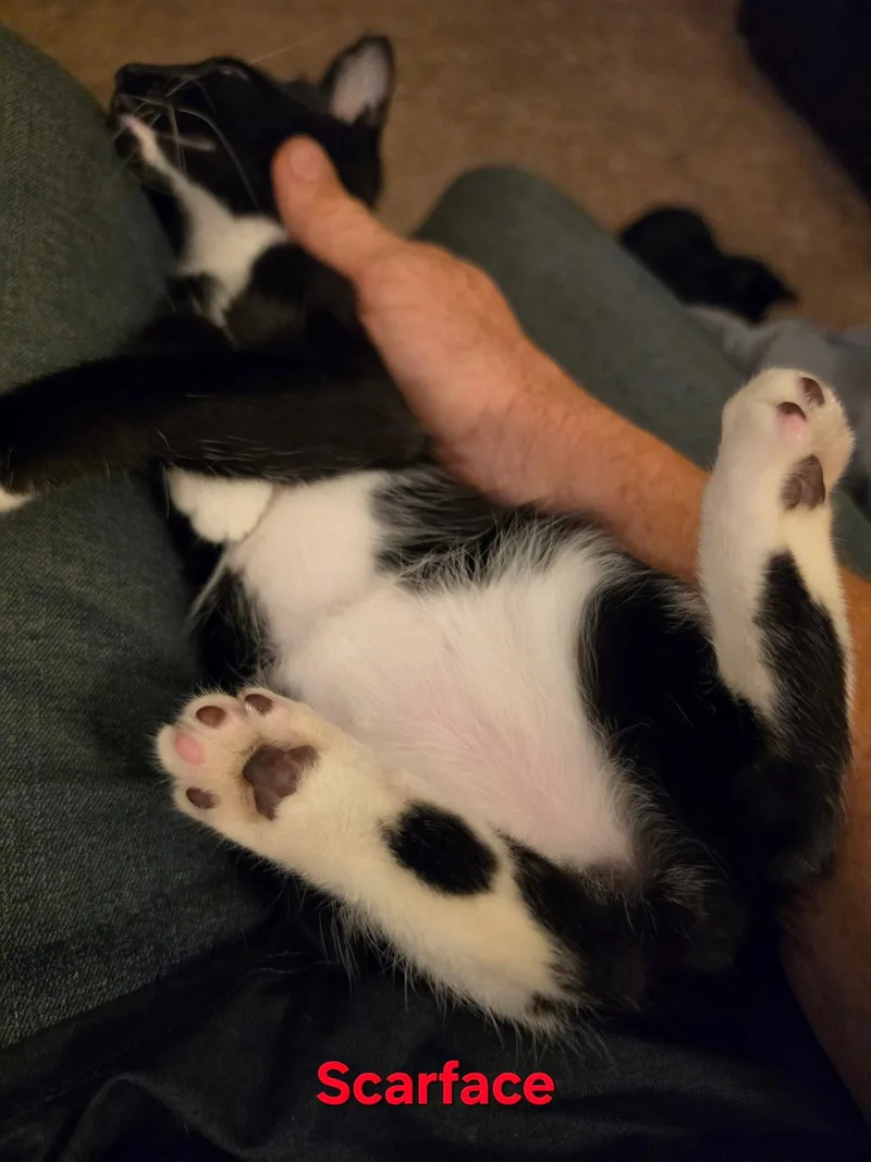 A young medium-sized male Black & White / Tuxedo Tuxedo cat named Scarface for adoption in Cypress, TX