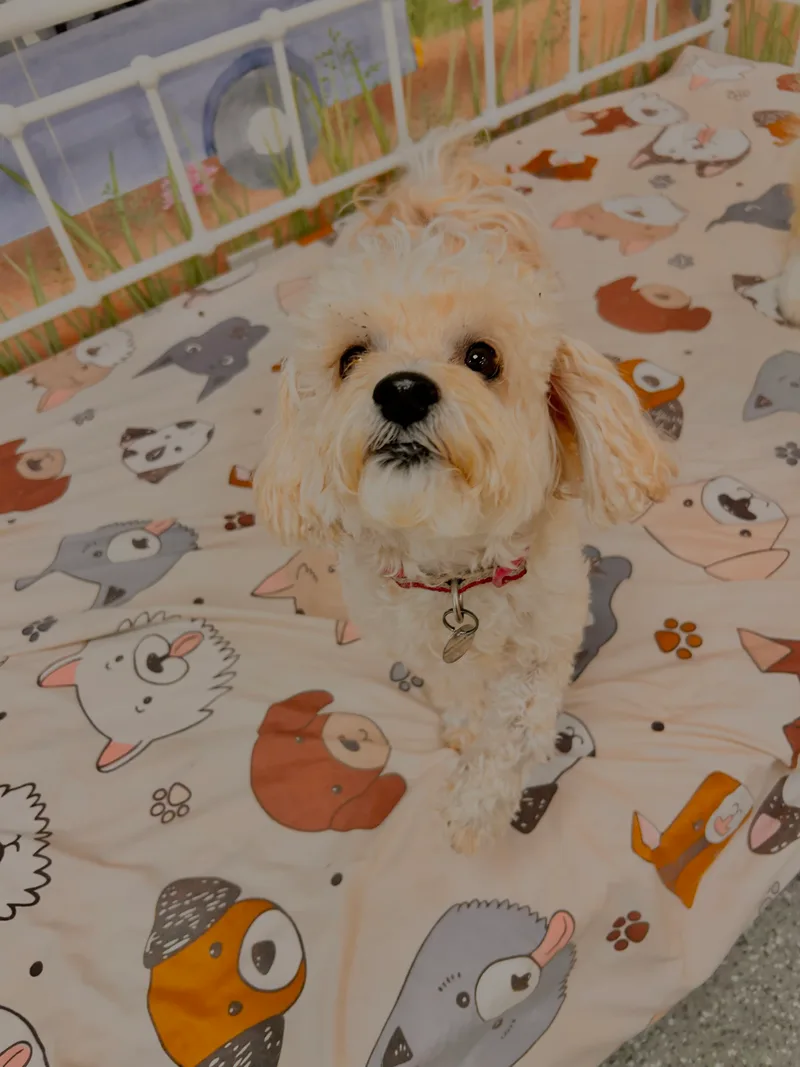 MIllie thumbnail 3