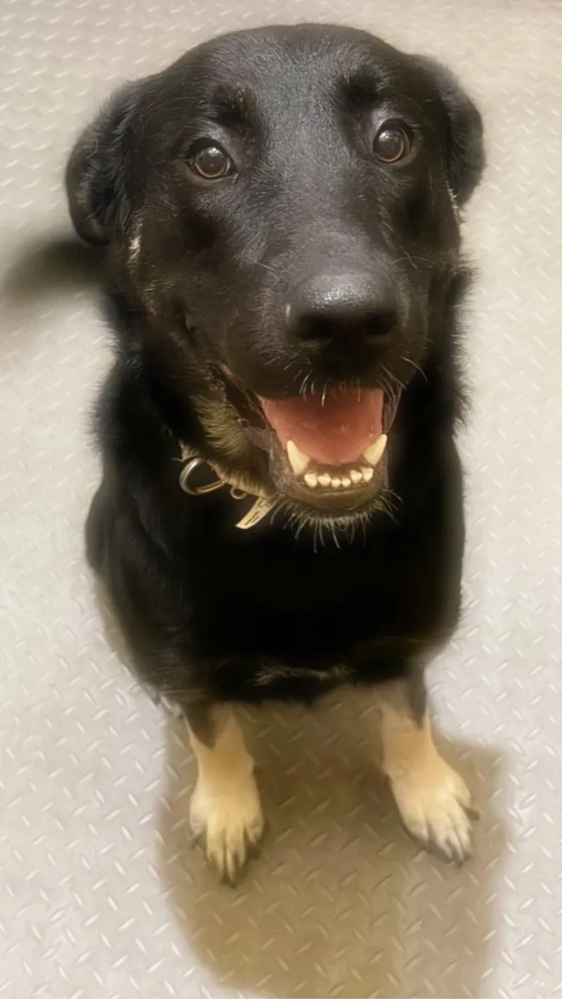 An adult medium-sized female Bicolor German Shepherd Dog dog named Nova for adoption in Inez, TX