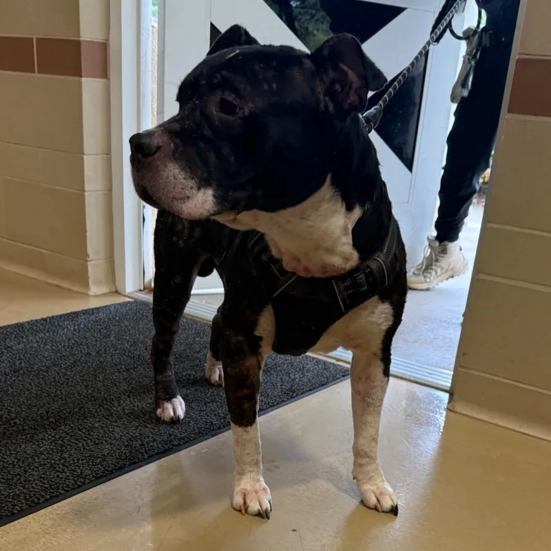 An adult large-sized male Mixed Breed dog named Bob for adoption in Winston-Salem, NC