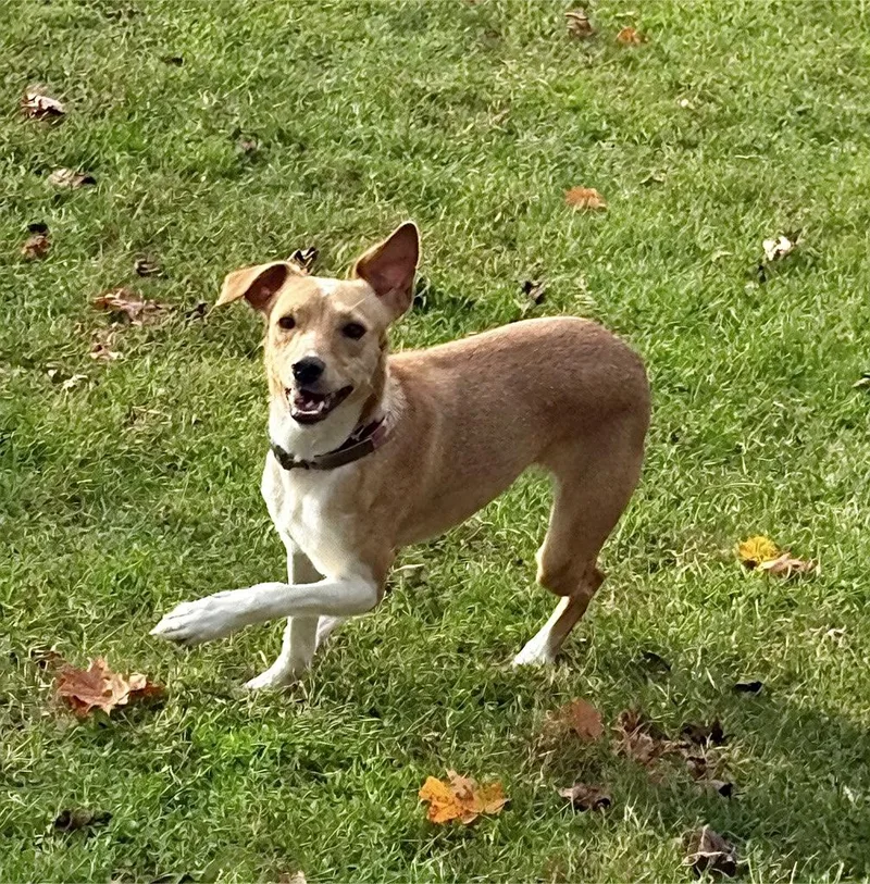 A young small-sized female Beagle dog named Gracie for adoption in Lexington, KY