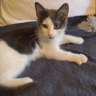 A baby medium-sized male Gray & White Domestic Short Hair cat named Gibbons for adoption in Liverpool, TX