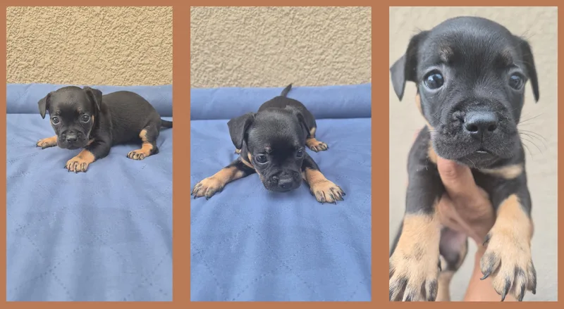 A baby small-sized male French Bulldog dog named Da Vinci for adoption in Orlando, FL