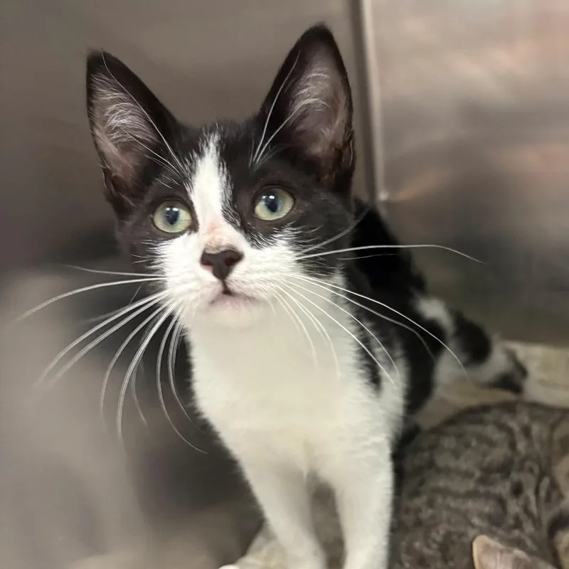 A baby small-sized female Black Domestic Short Hair cat named Root beer for adoption in East Hanover, NJ