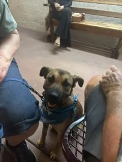 A young small-sized female Tricolor (Brown, Black, & White) Mixed Breed dog named Sabrina for adoption in Page, AZ