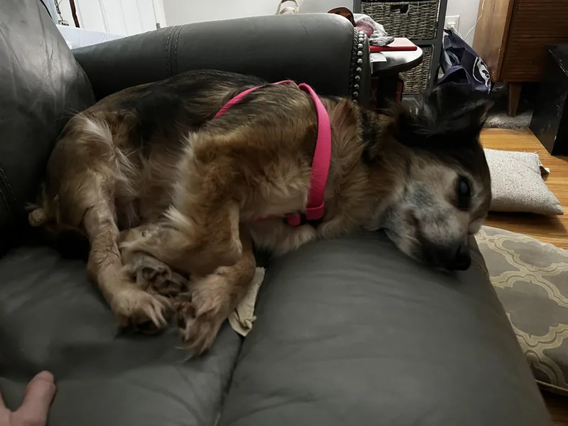 Daisy Lynn thumbnail 2