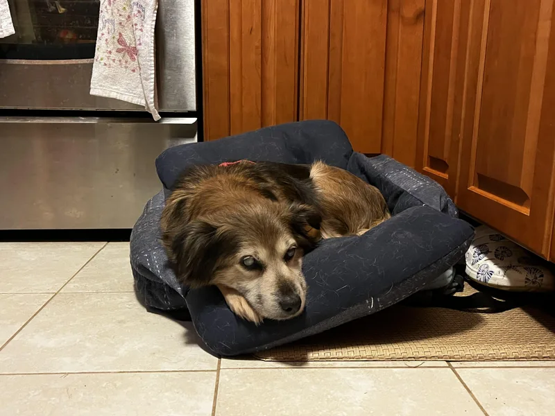 Daisy Lynn thumbnail 3