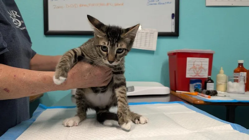 A baby medium-sized male Domestic Short Hair cat named Tom for adoption in Magnolia, TX