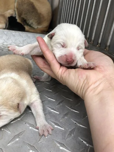 A baby large-sized female Mixed Breed dog named Amanda for adoption in Dallas, TX