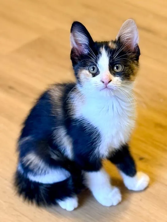 A baby small-sized female Domestic Short Hair cat named Edith for adoption in Wellington, FL