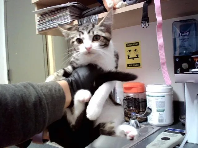 A baby small-sized male Domestic Short Hair cat named Kix for adoption in Martinez, CA
