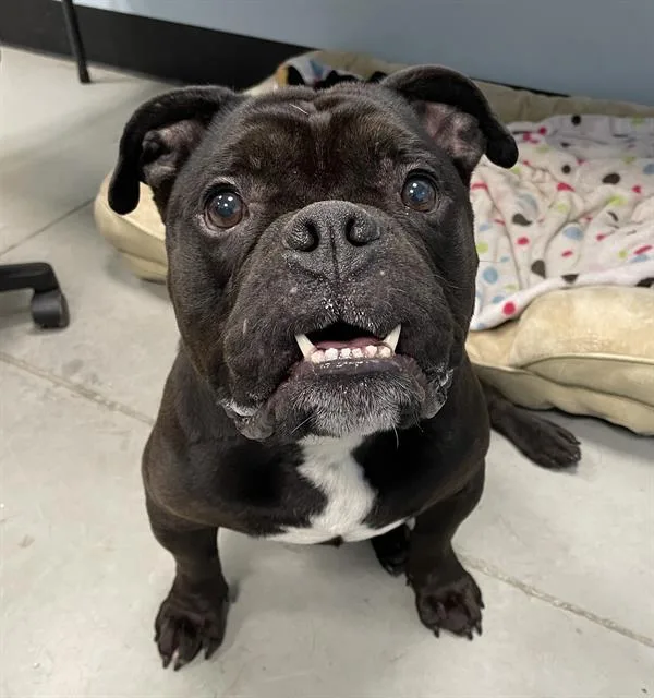 An adult medium-sized male Mixed Breed dog named Magno for adoption in Palmetto, FL