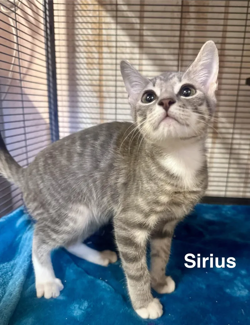 Sirius