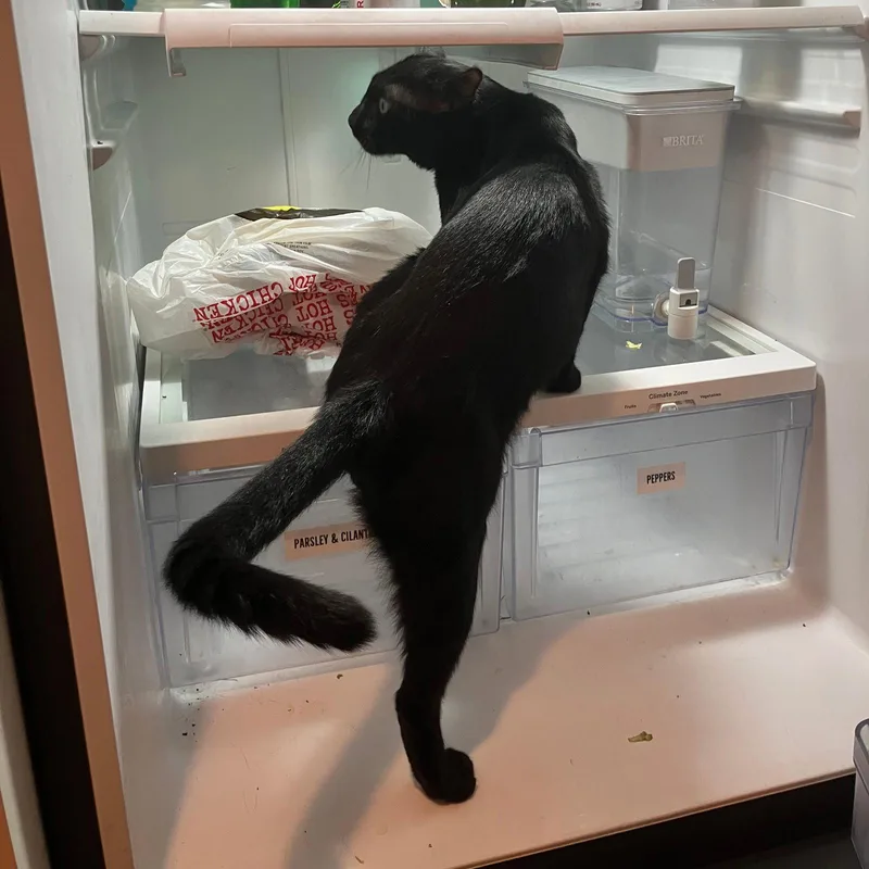 An adult medium-sized male Black Domestic Short Hair cat named Vowel for adoption in Brooklyn, NY