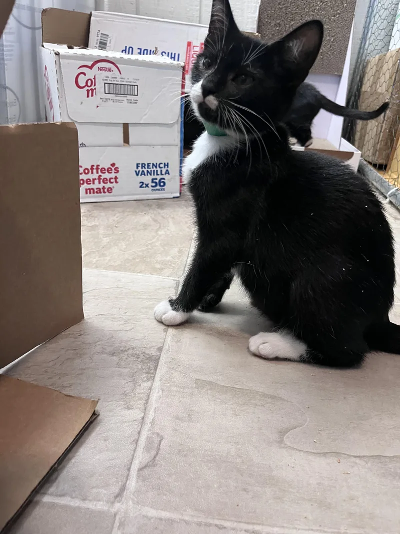 A baby small-sized male Black & White / Tuxedo Domestic Short Hair cat named Terry for adoption in Eugene, OR