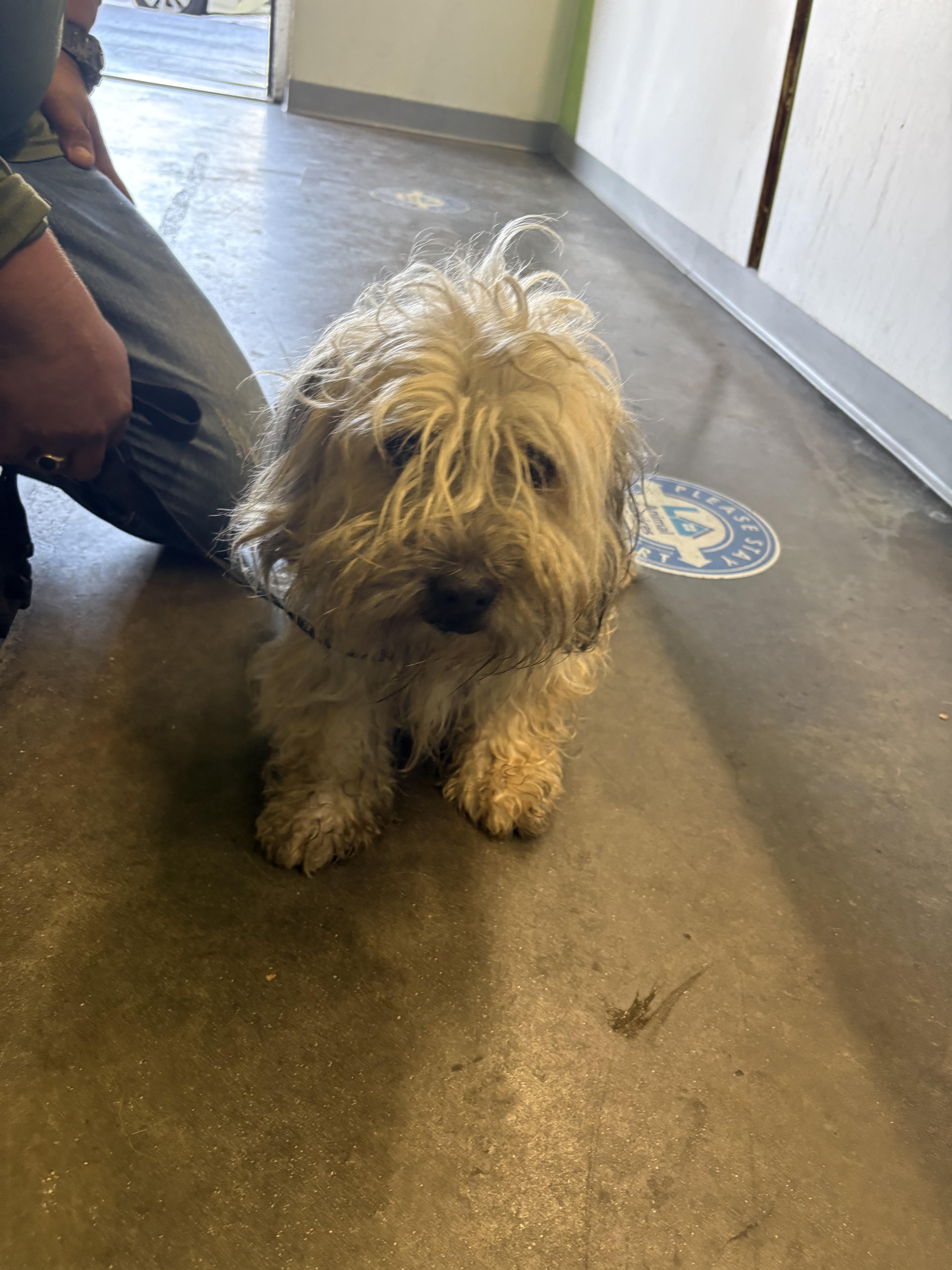 An adult medium-sized male Mixed Breed dog named Simba for adoption in Los Angeles, CA