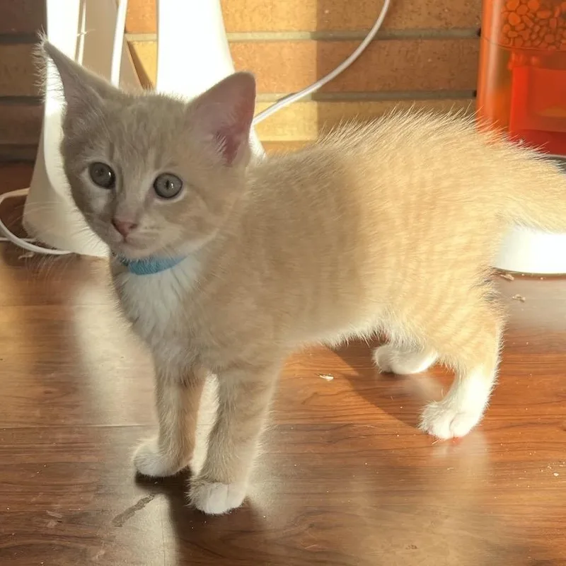 A baby small-sized male Buff / Tan / Fawn Domestic Short Hair cat named King Trumpet Blue for adoption in Durham, NC