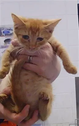 A baby small-sized female Domestic Short Hair cat named Archie for adoption in Charlotte, NC